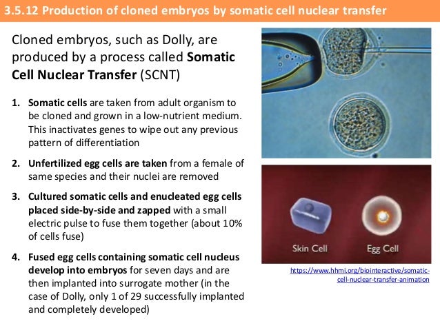 IB Biology 3.5 Slides Modification & Biotechnology IB Biology 3.5 Slides Modification & Biotechnology