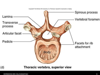 Thoracic, lumbar , sacrum & coccyx vertebrae