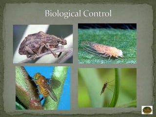 3. Biological control of weeds A Lecture By Allah Dad Khan | PPTX