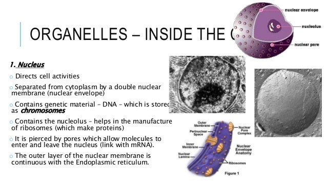 how materials exit nucleus and enter the structure em & their eukaryotes, 3. how materials exit nucleus and enter the structure em & their eukaryotes, 3.