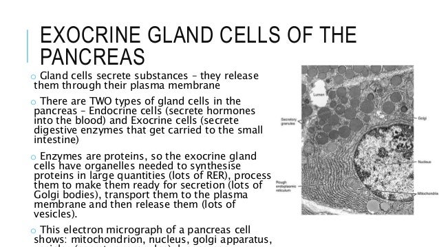 3. eukaryotes, their structure & em labelled diagram of blood tissue 