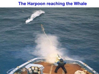 The Harpoon reaching the Whale
 