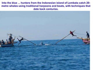 Into the blue ... hunters from the Indonesian island of Lembata catch 20-
metre whales using traditional harpoons and boats, with techniques that
date back centuries.
 