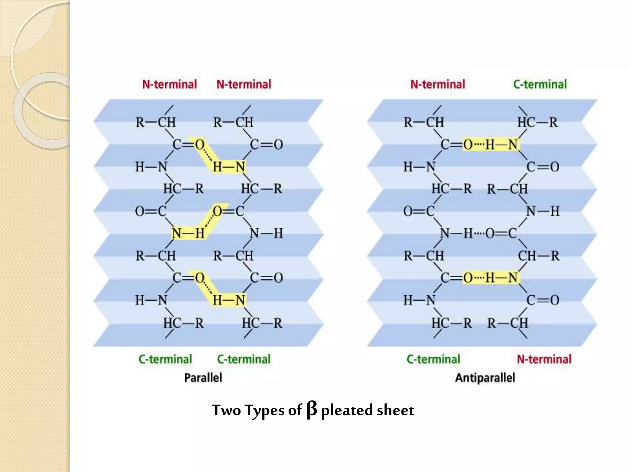 Primary And Secondary Structure Of Protein Pptx Primary And Secondary Structure Of Protein Pptx