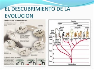 EL DESCUBRIMIENTO DE LA
EVOLUCION
 