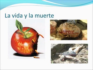 La vida y la muerte
 