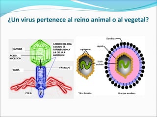 ¿Un virus pertenece al reino animal o al vegetal?
 