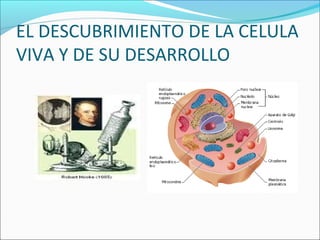 EL DESCUBRIMIENTO DE LA CELULA
VIVA Y DE SU DESARROLLO
 