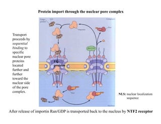 3.nucleus.cell biology | PDF