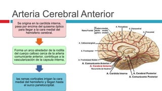 Arteria Cerebral Anterior
Se origina en la carótida interna,
pasa por encima del quiasma óptico
para llegar a la cara medial del
hemisferio cerebral.
Forma un arco alrededor de la rodilla
del cuerpo calloso cerca de la arteria
comunicante anterior, contribuye a la
vascularización de la capsula interna,
las ramas corticales irrigan la cara
medial del hemisferio y llegan hasta
el surco parietoccipital.
 