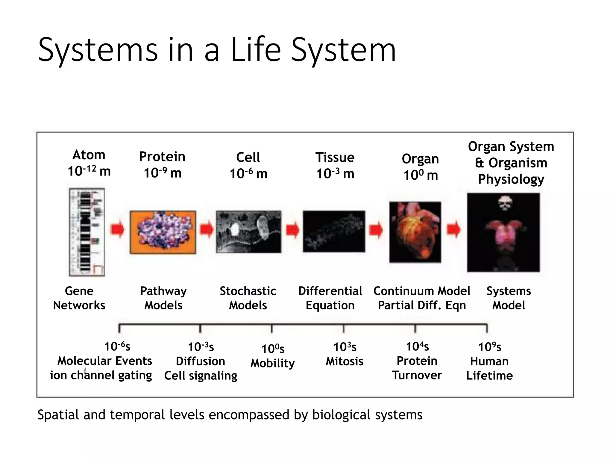 Systems in a Life System
Atom
10-12 m
Protein
10-9 m
Cell
10-6 m
Tissue
10-3 m
Organ
100 m
Organ System
& Organism
Physiology
Gene
Networks
Pathway
Models
Stochastic
Models
Differential
Equation
Continuum Model
Partial Diff. Eqn
Systems
Model
10-6s
Molecular Events
ion channel gating
10-3s
Diffusion
Cell signaling
100s
Mobility
103s
Mitosis
104s
Protein
Turnover
109s
Human
Lifetime
Spatial and temporal levels encompassed by biological systems
 