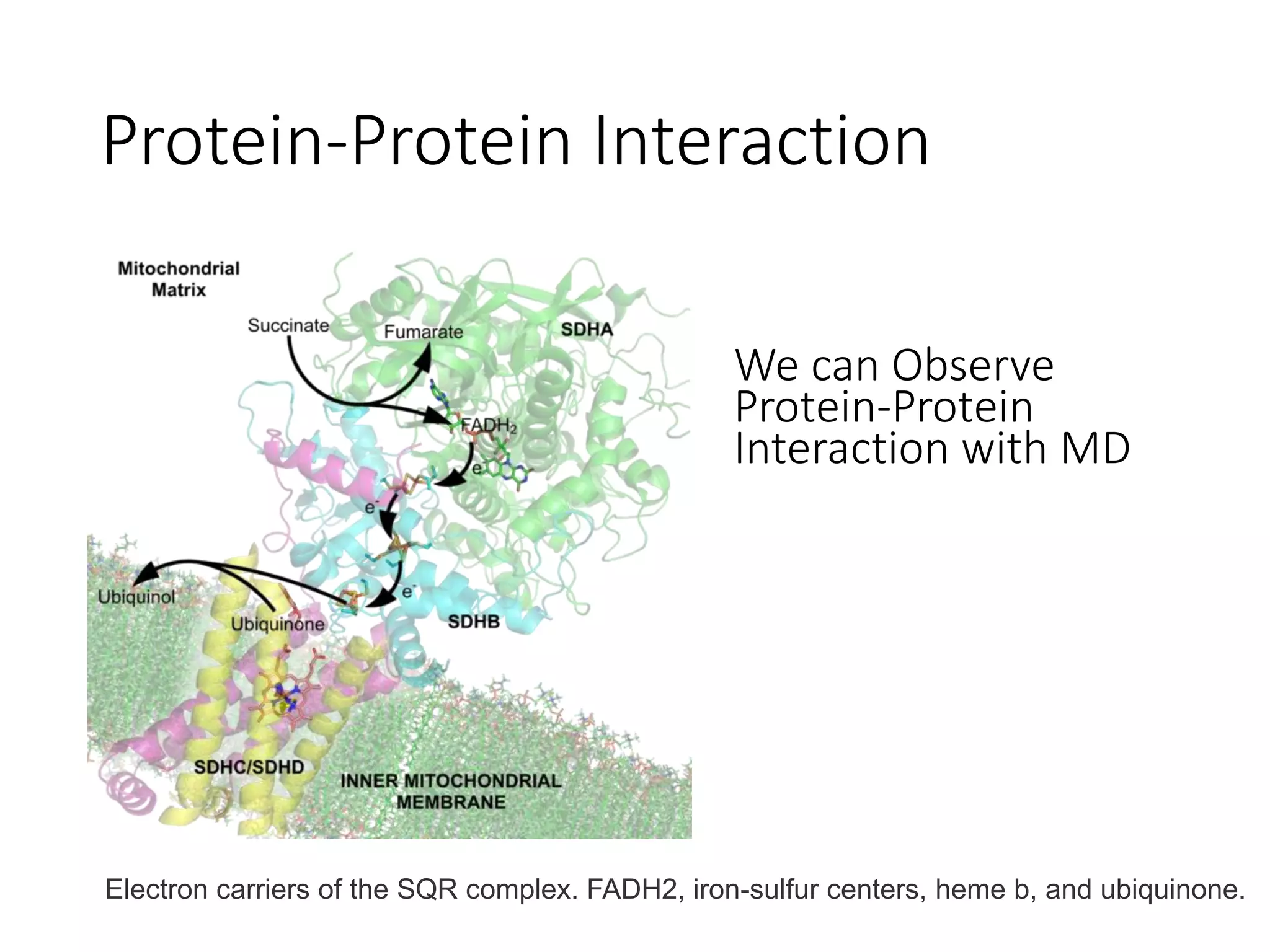 Protein-Protein Interaction
Electron carriers of the SQR complex. FADH2, iron-sulfur centers, heme b, and ubiquinone.
We can Observe
Protein-Protein
Interaction with MD
 