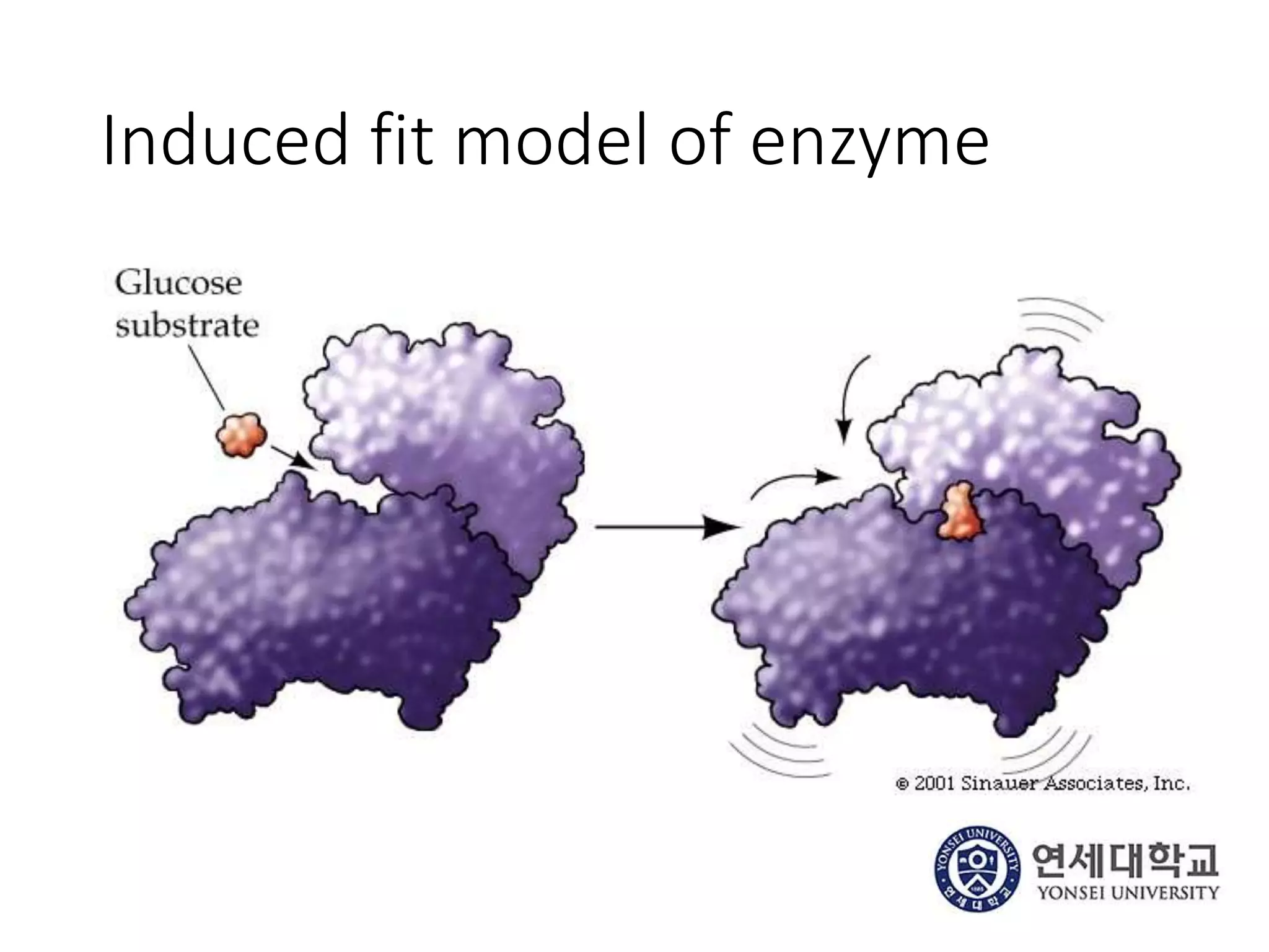 Induced fit model of enzyme
 