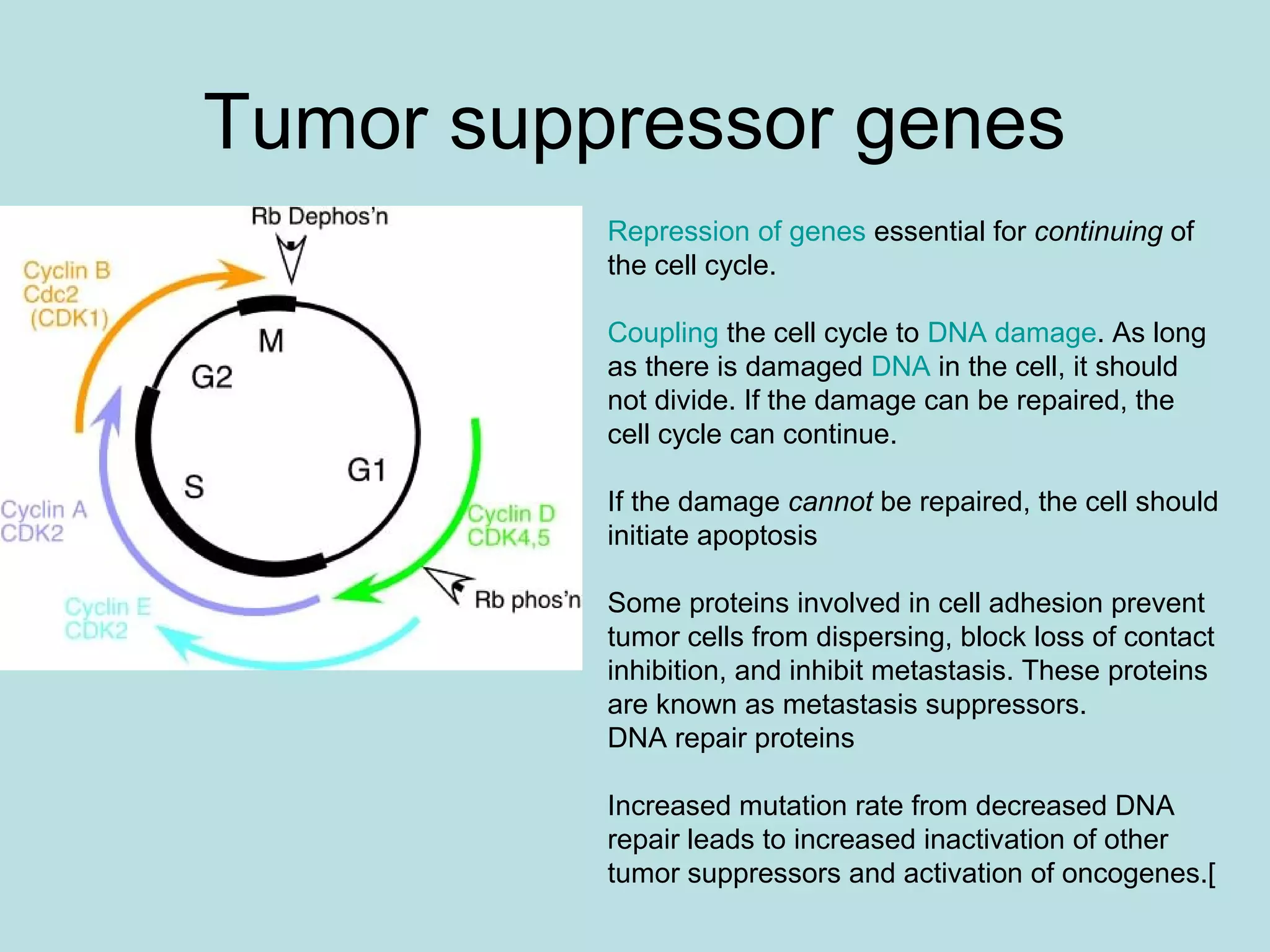 3.oncogeni e tumor suppressor genes | PPT