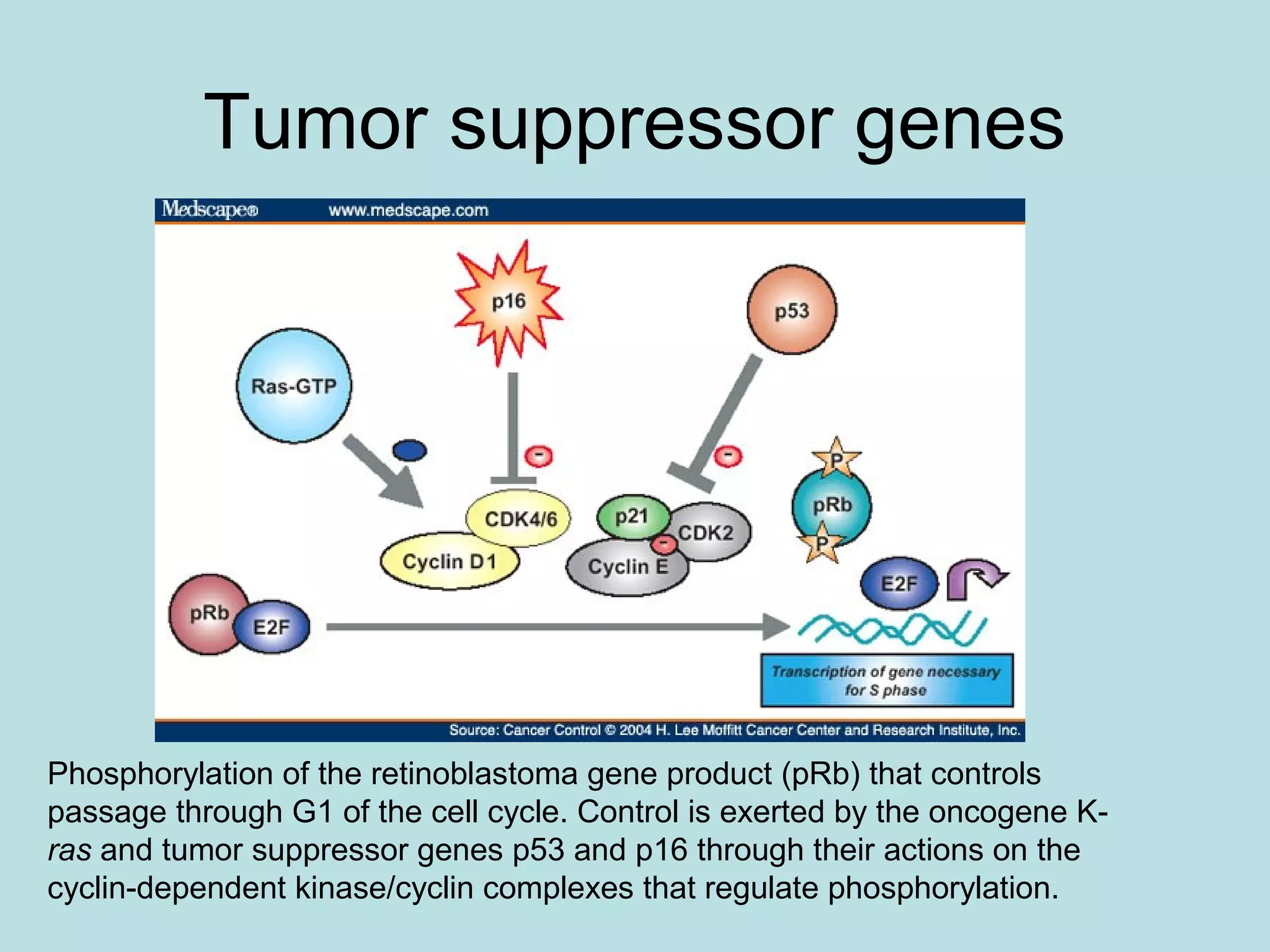 3.oncogeni e tumor suppressor genes | PPT