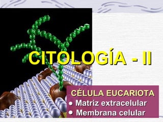 CÉLULA EUCARIOTACÉLULA EUCARIOTA
●● Matriz extracelularMatriz extracelular
●● Membrana celularMembrana celular
CITOLOGCITOLOGÍÍAA -- IIII
 