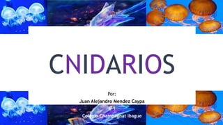 CNIDARIOS
Por:
Juan Alejandro Mendez Caypa
6-1
Colegio Champagnat Ibague
 