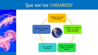 CNIDARIOS | PPTX