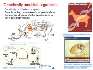 Genetically modified organisms
Genetically modified or transgenic
Organisms that have been altered genetically by
the insertion of genes of other species so as to
add desirable properties.
http://learn.genetics.utah.edu/content/sci
ence/pharming/
Allott, Andrew, and David Mindorff. Biology: Course Companion. Oxford:
Oxford UP, 2010. 125. Print.
http://cls.casa.colostate.edu/transgeniccrops/animation.html
http://highered.mheducation.com/olcweb/cgi/plug
inpop.cgi?it=swf::535::535::/sites/dl/free/0072437
316/120078/bio40.swf::The+Ti+Plasmid
 