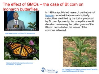 The effect of GMOs – the case of Bt corn on
monarch butterflies.
https://www.youtube.com/watch?v=7Mcjnx8sVh8
https://upload.wikimedia.org/wikipedia/commons
/6/63/Monarch_In_May.jpg
In 1999 a a published research on the journal
Nature concluded that monarch butterfly
caterpillars are killed by the toxins produced
by Bt corn. Apparently, the caterpillars would
die when consuming the pollen grains of the
Bt corn deposited on the leaves of the
common milkweed.
http://www.fcps.edu/islandcreekes/ecology/Plants/Co
mmon%20Milkweed/6-12-15.jpg
 
