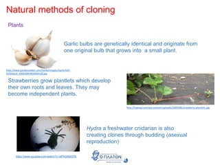 Natural methods of cloning
Plants
Garlic bulbs are genetically identical and originate from
one original bulb that grows into a small plant.
Strawberries grow plantlets which develop
their own roots and leaves. They may
become independent plants.
http://topveg.com/wp-content/uploads/2009/08/strawberry-plantlets.jpg
http://www.gardenseeker.com/herbs/images/Garlic%20-
%20iStock_000018454020XSmall.jpg
Hydra a freshwater cnidarian is also
creating clones through budding (asexual
reproduction)
https://www.youtube.com/watch?v=ztPAGISkO7E
 