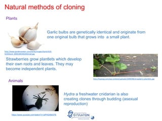 Natural methods of cloning
Plants
Garlic bulbs are genetically identical and originate from
one original bulb that grows into a small plant.
Strawberries grow plantlets which develop
their own roots and leaves. They may
become independent plants.
http://topveg.com/wp-content/uploads/2009/08/strawberry-plantlets.jpg
http://www.gardenseeker.com/herbs/images/Garlic%20-
%20iStock_000018454020XSmall.jpg
Hydra a freshwater cnidarian is also
creating clones through budding (asexual
reproduction)
https://www.youtube.com/watch?v=ztPAGISkO7E
Animals
 