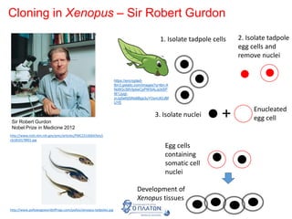 Cloning in Xenopus – Sir Robert Gurdon
http://www.ncbi.nlm.nih.gov/pmc/articles/PMC2315664/bin/j
cb1810178f01.jpg
Sir Robert Gurdon
Nobel Prize in Medicine 2012
https://encrypted-
tbn3.gstatic.com/images?q=tbn:A
Nd9GcS6VlpbeCpPWSALqcbSP
W1JuqI-
zrJg5efdjSNx6Bgs3uYOynUlOJBf
UYE
1. Isolate tadpole cells
3. Isolate nuclei
2. Isolate tadpole
egg cells and
remove nuclei
Enucleated
egg cell+
Egg cells
containing
somatic cell
nuclei
Development of
Xenopus tissues
http://www.pollywogsworldoffrogs.com/pollys/xenopus-tadpoles.jpg
 