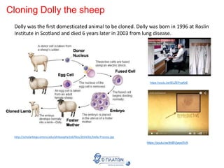 Cloning Dolly the sheep
Dolly was the first domesticated animal to be cloned. Dolly was born in 1996 at Roslin
Institute in Scotland and died 6 years later in 2003 from lung disease.
https://youtu.be/tELZEPcgKkE
http://scholarblogs.emory.edu/philosophy316/files/2014/01/Dolly-Process.jpg
https://youtu.be/4kBVjwyx5VA
 