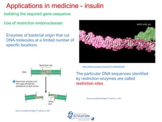 Applications in medicine - insulin
Isolating the required gene sequence
Use of restriction endonucleases
Enzymes of bacterial origin that cut
DNA molecules at a limited number of
specific locations.
The particular DNA sequences identified
by restriction enzymes are called
restriction sites
https://www.youtube.com/watch?v=aA5fyWJh5S0
Reece Campbell Biology 9th edition p. 394
Reece Campbell Biology 9th edition p. 394
 