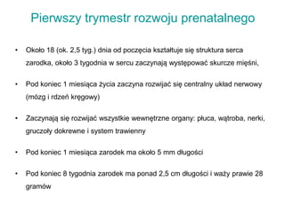 Pierwszy trymestr rozwoju prenatalnego
• Około 18 (ok. 2,5 tyg.) dnia od poczęcia kształtuje się struktura serca
zarodka, około 3 tygodnia w sercu zaczynają występować skurcze mięśni,
• Pod koniec 1 miesiąca życia zaczyna rozwijać się centralny układ nerwowy
(mózg i rdzeń kręgowy)
• Zaczynają się rozwijać wszystkie wewnętrzne organy: płuca, wątroba, nerki,
gruczoły dokrewne i system trawienny
• Pod koniec 1 miesiąca zarodek ma około 5 mm długości
• Pod koniec 8 tygodnia zarodek ma ponad 2,5 cm długości i waży prawie 28
gramów
 