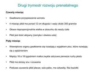 Drugi trymestr rozwoju prenatalnego
Czwarty miesiąc
• Gwałtowne przyspieszenie wzrostu
• 4 miesiąc płód ma ponad 12 cm długości i waży około 300 gramów
• Głowa nieproporcjonalnie wielka w stosunku do reszty ciała
• Płód jest dość aktywny (zamyka i otwiera usta)
Piąty miesiąc
• Wewnętrzne organy gwałtownie się rozwijają z wyjątkiem płuc, które rozwijają
się z opóźnieniem
• Między 16 a 18 tygodniem matka zwykle odczuwa pierwsze ruchy płodu
• Płód ma okresy snu i czuwania
• Podczas czuwania płód płacze, ssie palec, ma czkawkę, fika koziołki
 