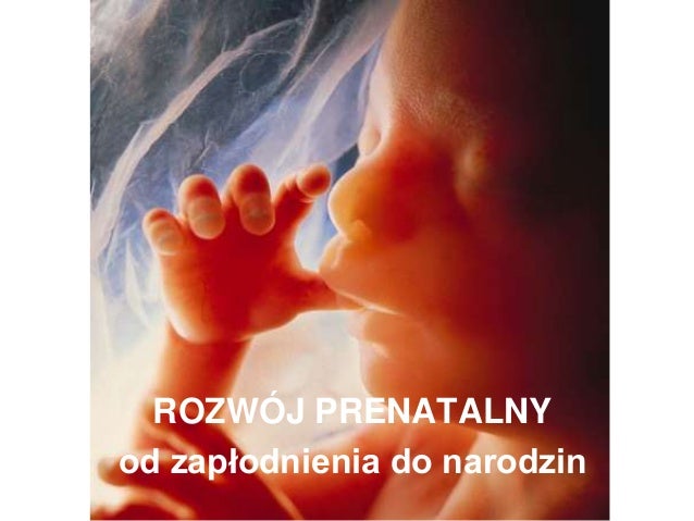 Rozwój prenatalny