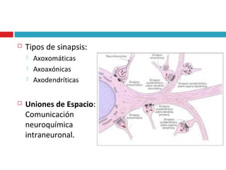 3. neurona y neurofisiologia. | PPT