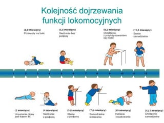 Kolejność dojrzewania
funkcji lokomocyjnych
 