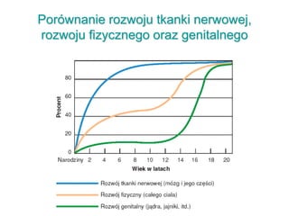 Porównanie rozwoju tkanki nerwowej,
rozwoju fizycznego oraz genitalnego
 