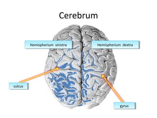 Cerebrum
Hemispherium dextraHemispherium dextraHemispherium sinistraHemispherium sinistra
sulcussulcus
gyrusgyrus
 