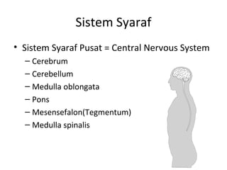 Sistem Syaraf
• Sistem Syaraf Pusat = Central Nervous System
– Cerebrum
– Cerebellum
– Medulla oblongata
– Pons
– Mesensefalon(Tegmentum)
– Medulla spinalis
 