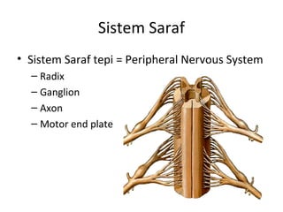 Sistem Saraf
• Sistem Saraf tepi = Peripheral Nervous System
– Radix
– Ganglion
– Axon
– Motor end plate
 