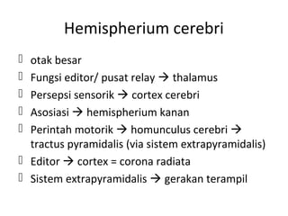 Hemispherium cerebri
 otak besar
 Fungsi editor/ pusat relay  thalamus
 Persepsi sensorik  cortex cerebri
 Asosiasi  hemispherium kanan
 Perintah motorik  homunculus cerebri 
tractus pyramidalis (via sistem extrapyramidalis)
 Editor  cortex = corona radiata
 Sistem extrapyramidalis  gerakan terampil
 