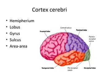 Cortex cerebri
• Hemipherium
• Lobus
• Gyrus
• Sulcus
• Area-area
 