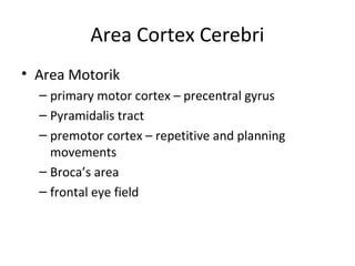 Area Cortex Cerebri
• Area Motorik
– primary motor cortex – precentral gyrus
– Pyramidalis tract
– premotor cortex – repetitive and planning
movements
– Broca’s area
– frontal eye field
 