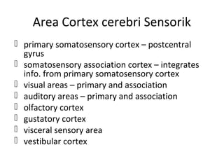 primary somatosensory cortex – postcentral
gyrus
 somatosensory association cortex – integrates
info. from primary somatosensory cortex
 visual areas – primary and association
 auditory areas – primary and association
 olfactory cortex
 gustatory cortex
 visceral sensory area
 vestibular cortex
Area Cortex cerebri Sensorik
 