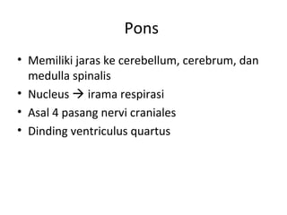 Pons
• Memiliki jaras ke cerebellum, cerebrum, dan
medulla spinalis
• Nucleus  irama respirasi
• Asal 4 pasang nervi craniales
• Dinding ventriculus quartus
 