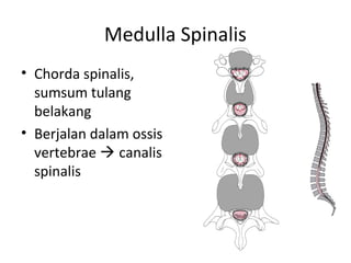 Medulla Spinalis
• Chorda spinalis,
sumsum tulang
belakang
• Berjalan dalam ossis
vertebrae  canalis
spinalis
 