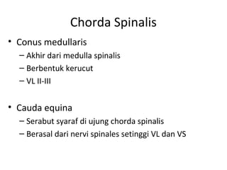 Chorda Spinalis
• Conus medullaris
– Akhir dari medulla spinalis
– Berbentuk kerucut
– VL II-III
• Cauda equina
– Serabut syaraf di ujung chorda spinalis
– Berasal dari nervi spinales setinggi VL dan VS
 