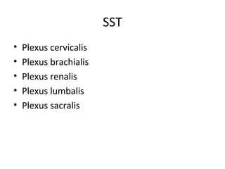 SST
• Plexus cervicalis
• Plexus brachialis
• Plexus renalis
• Plexus lumbalis
• Plexus sacralis
 