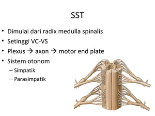 SST
• Dimulai dari radix medulla spinalis
• Setinggi VC-VS
• Plexus  axon  motor end plate
• Sistem otonom
– Simpatik
– Parasimpatik
 