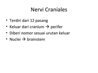 Nervi Craniales
• Terdiri dari 12 pasang
• Keluar dari cranium  perifer
• Diberi nomor sesuai urutan keluar
• Nuclei  brainstem
 