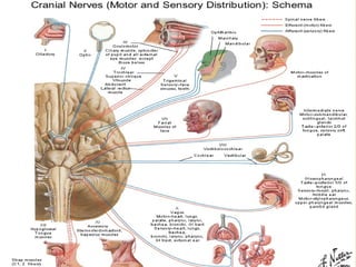 Nervi Craniales
 