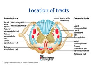 Location of tracts
 
